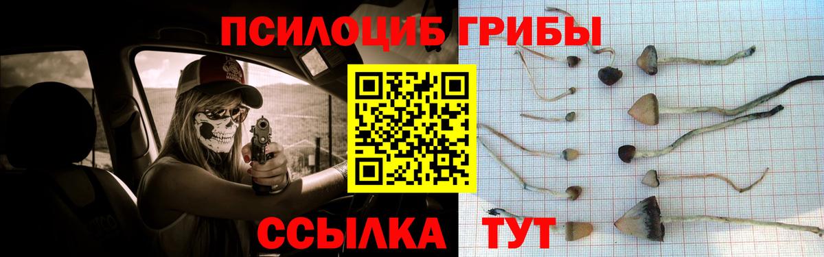 Псилоцибиновые грибы Psilocybe  закладка  Осинники  Вход с VPN 